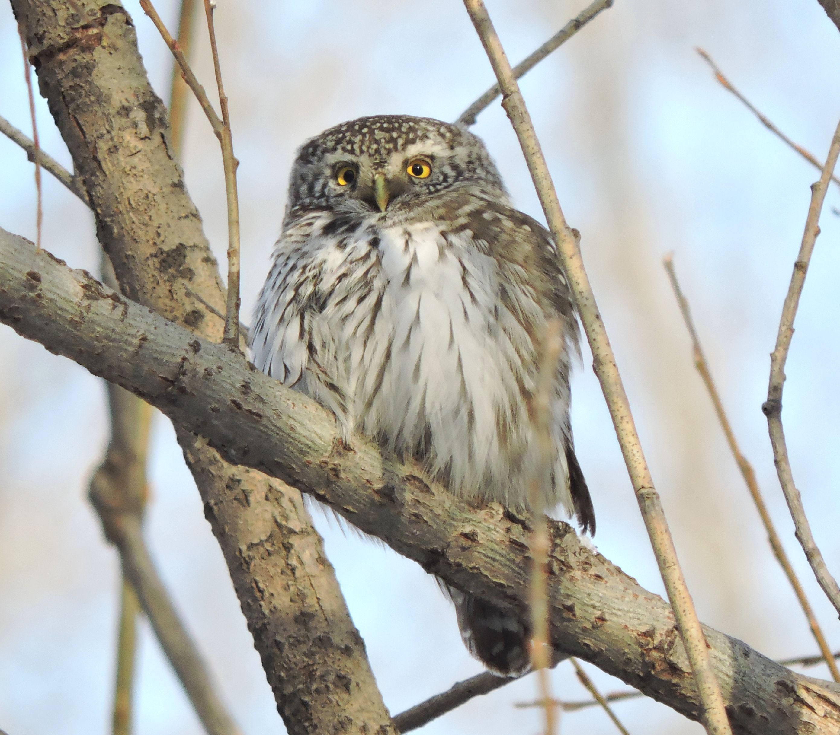 Воробьиный сычик Животный мир и природа Красноярского края